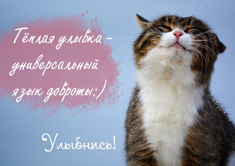 Твоя улыбка просто. Улыбнись картинки. Позитивный кот с надписями. Надпись улыбнитесь. Улыбнитесь картинки с надписями.