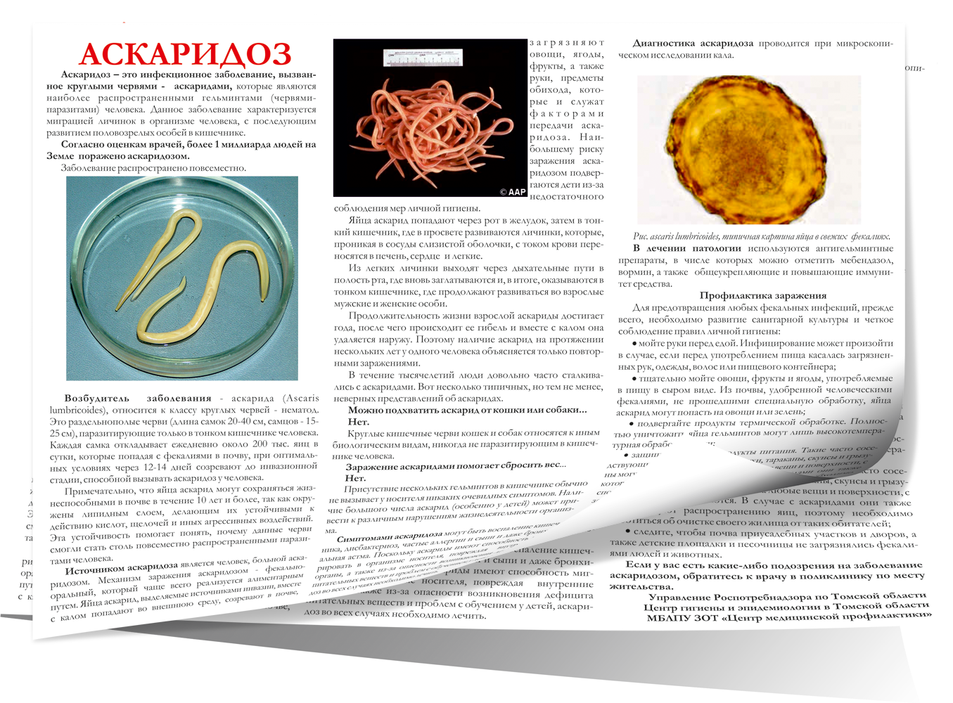 Диагноз паразиты. Аскариды аскаридоз профилактика. Меры профилактики заболевания аскариды. Профилактика заболеваний аскариды. Аскаридоз свиней брошюра.