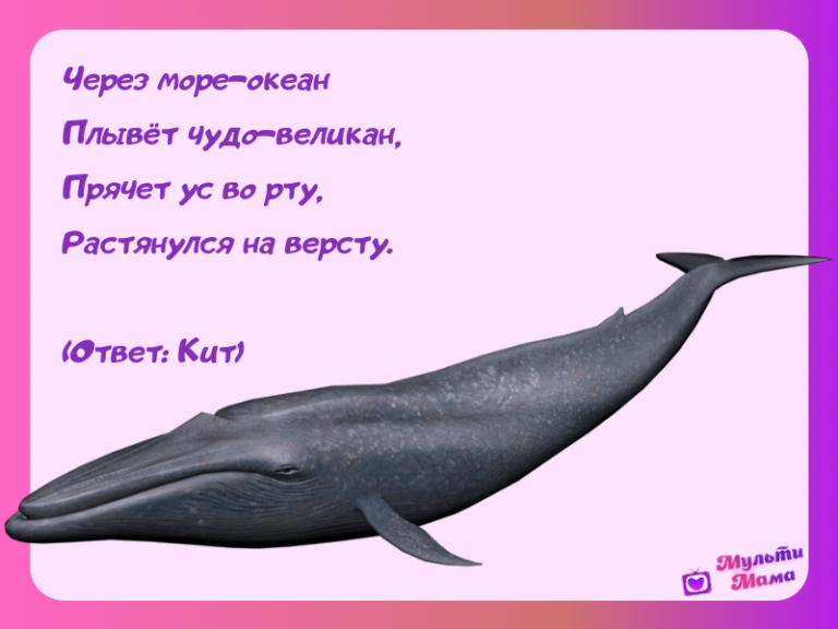 загадка про синего кита, загадка про кита, загадки про китов, стихи про китов