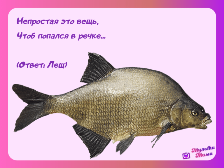 Говорящий лещ. Загадки про рыб. Загадка про леща для детей. Загадка про леща. Загадки про рыб для детей.