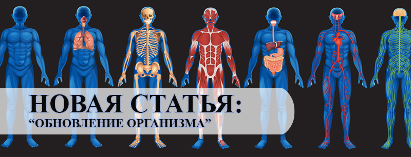 Работа клеток организма. Обновление организма. Обновление человеческого организма. Обновление органов человека. Обновление клеток в организме.