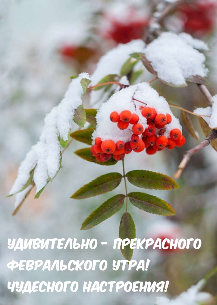 Рябина На Снегу