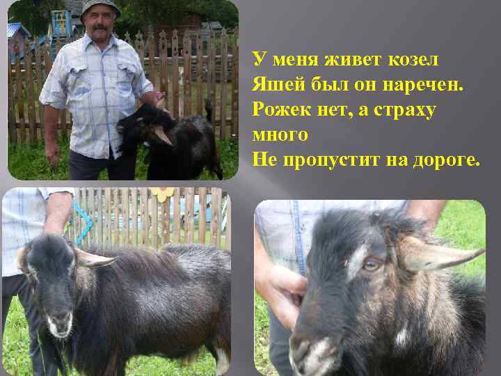 Как живет козел. Бывший козёл. Козел Яша. Где живет козел. Козёл Викинг.